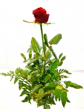 1 róża